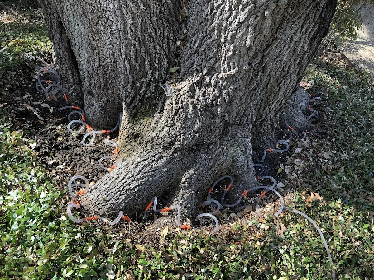 Detailed Tree Cabling and Bracing job site in Elgin